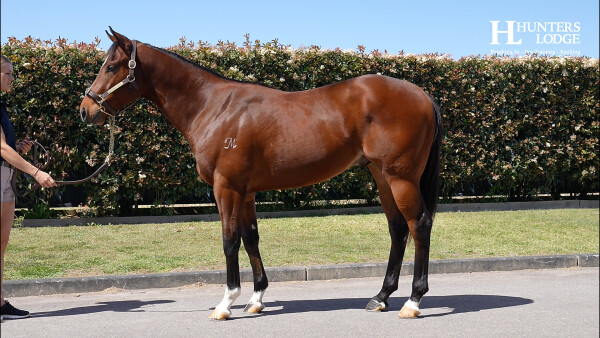 Lot 257: Toronado (IRE) / Diablotine (IRE)