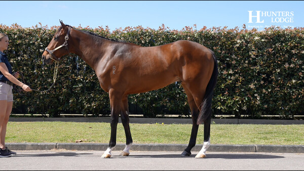 Lot 55: Starspangledbanner / My Sweet Fish