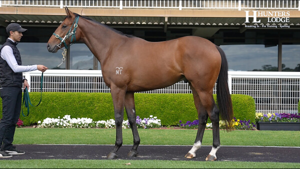 Lot 181: All Too Hard / Adelie