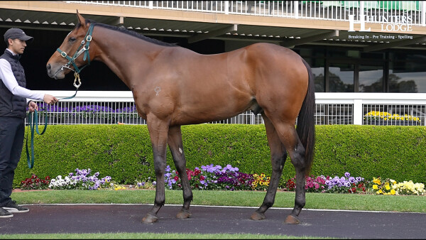 Lot 27: Shamus Award / Light Shows