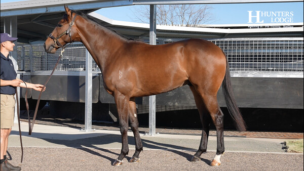 Lot 291: Brutal (NZ) / Gingie