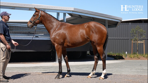 Lot 150: Cosmic Force / Toffee (NZ)