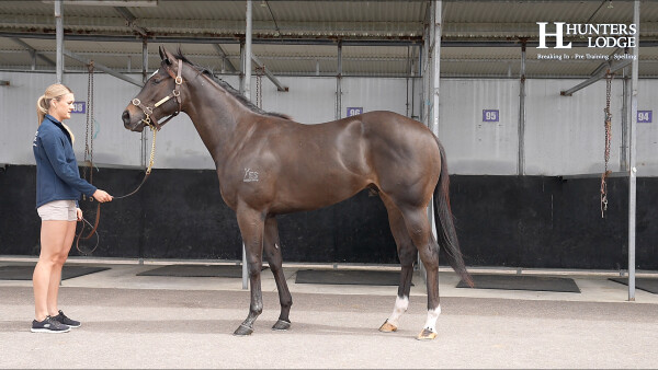Lot 199: Hellbent / Backpedal