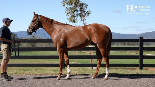 Lot 203: Nicconi / Be Amazing (NZ)