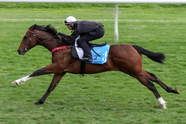 Lot 49: Armory (IRE) / Miss Tainui (NZ)