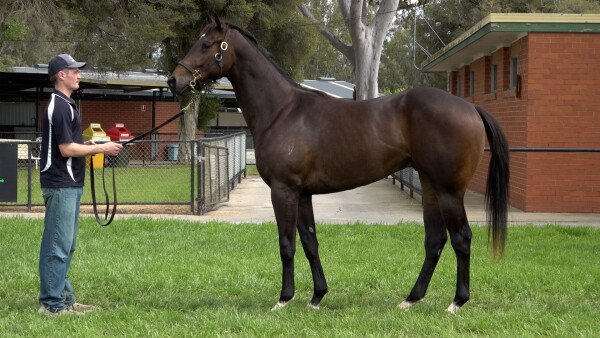 Lot 138: Headwater / Sweet Chestnut