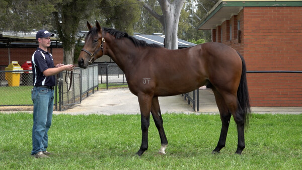 Lot 161: Daumier / Varuska (NZ)