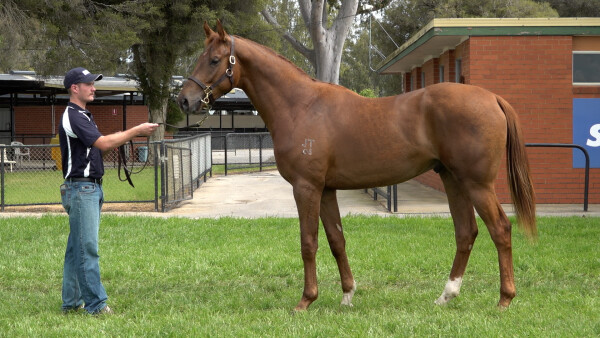 Lot 206: Zoustar / Beluga (JPN)