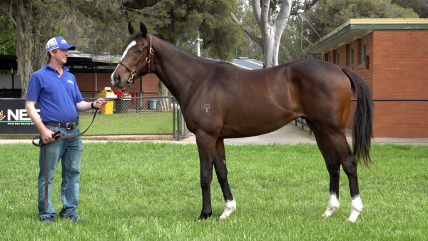 Lot 7: Churchill (IRE) / Joyous Bel