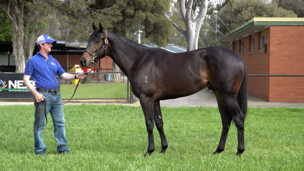 Lot 166: Flying Artie / What a Diva (NZ)