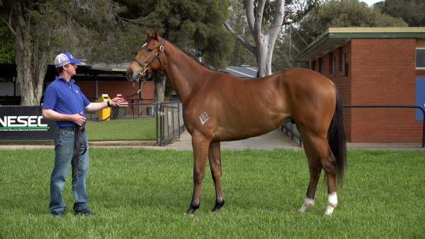 Lot 217: Farnan / Bulle de Champagne (IRE)