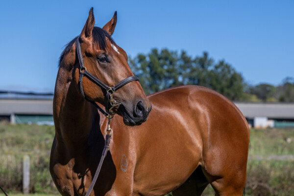Lot 20: Capitalist / Lacazette