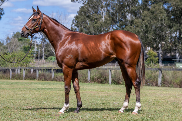Lot 79: Dundeel (NZ) / Quick Feet