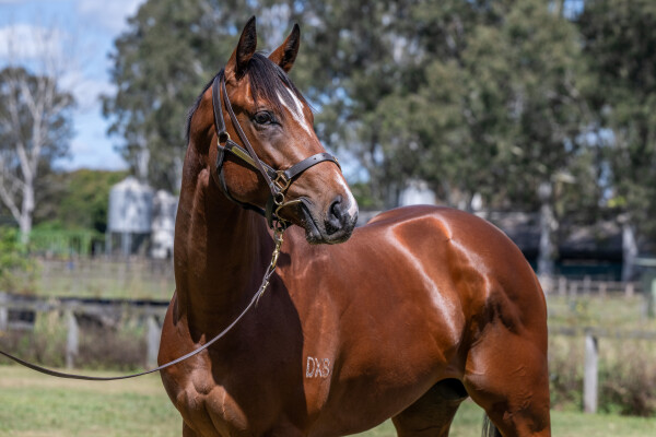 Lot 79: Dundeel (NZ) / Quick Feet