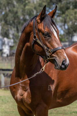 Lot 79: Dundeel (NZ) / Quick Feet