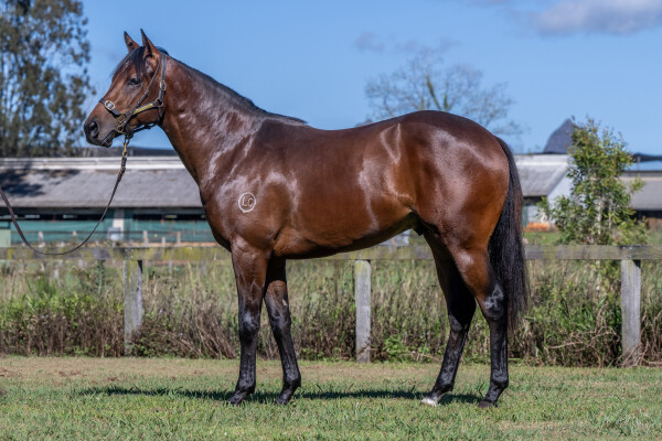 Lot 122: Starspangledbanner / Sneakers