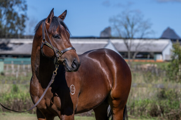 Lot 122: Starspangledbanner / Sneakers