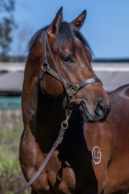Lot 122: Starspangledbanner / Sneakers