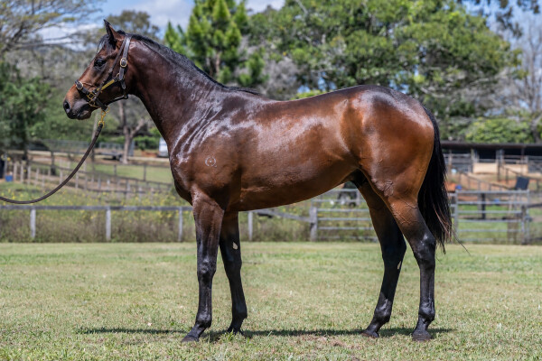 Lot 144: Tassort / Tell Tale