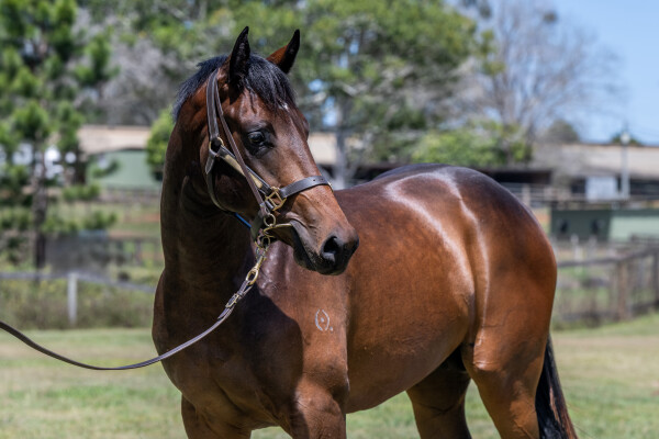 Lot 144: Tassort / Tell Tale