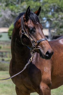 Lot 144: Tassort / Tell Tale