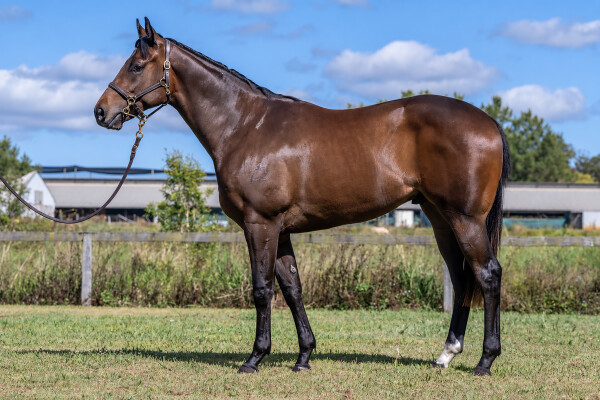 Lot 289: Russian Revolution / Ghenwaa