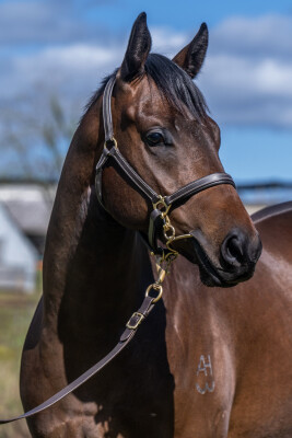 Lot 289: Russian Revolution / Ghenwaa