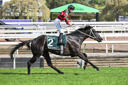 Stormy Marco storms to Derby victory