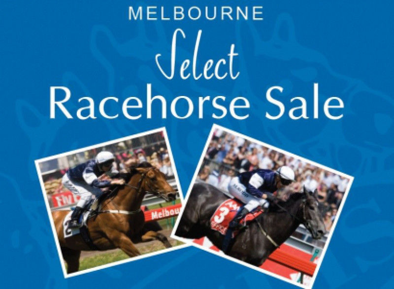 Melbourne Select Racehorse Sale catalogue online