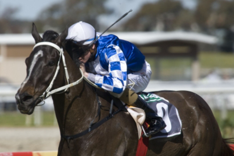 Black Piranha to be sold this Friday