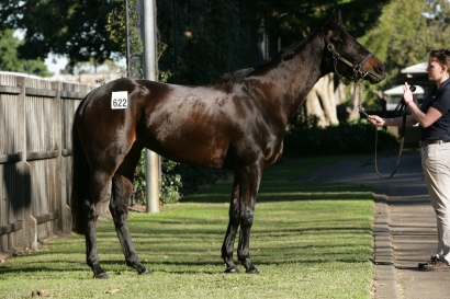 Mont Fleuri Tops Bloodstock Finale