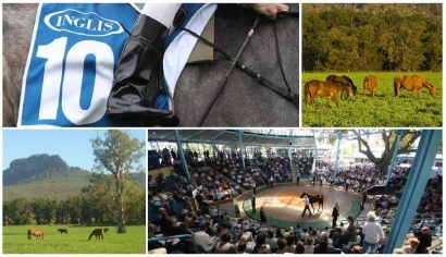 Supplementary Entries Closing for Australian Weanling and Bloodstock Sale