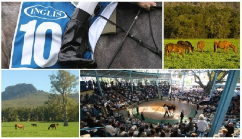 Supplementary Entries Closing for Australian Weanling and Bloodstock Sale