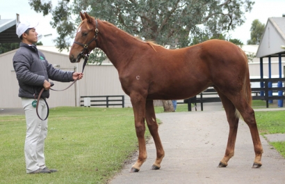 Great Southern Weanling Sale Concludes on similar level