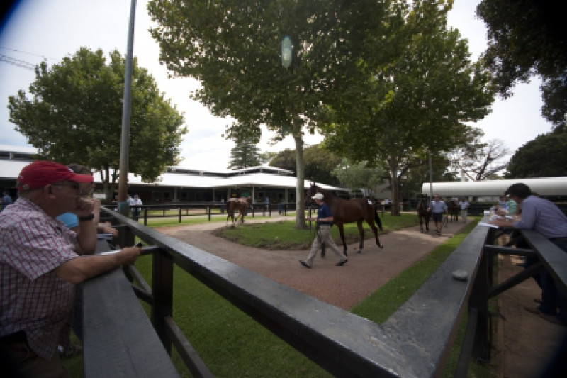 Online Bidding Boosts Autumn Sale