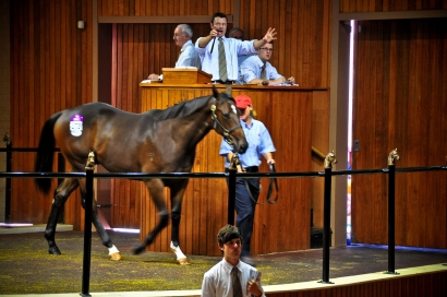 TVN to Screen 2011 Inglis Premier Preview