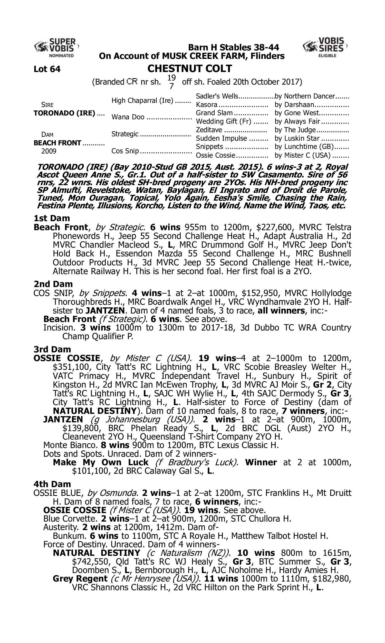 Pedigree for Lot 64 Toronado (IRE) - Beach Front