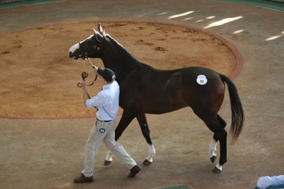 Makybe Diva's first foal ready for start