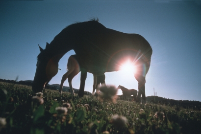 Scone Broodmare Entries Closing This Friday
