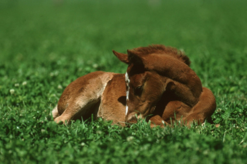 Australian Weanling and Breeding Stock Sale extended to Three Days