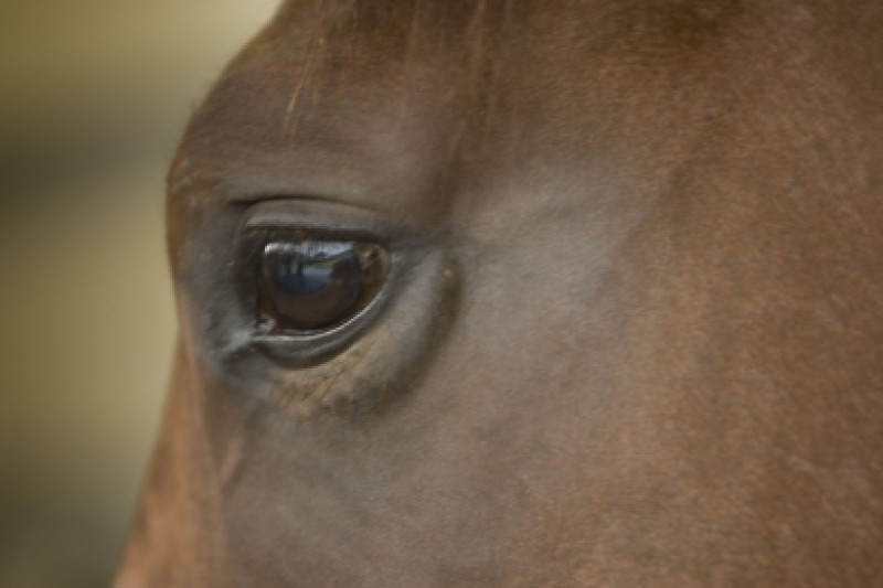 Mudgee: Guineas Target For Eurekha Joh