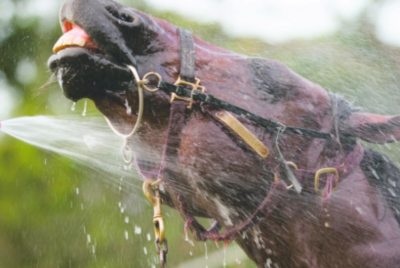 Entries Closing For Summer Thoroughbred Sale