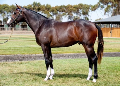 Makybe Diva has third foal 