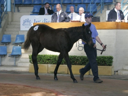 Outstanding Clearance At The Inglis Breeding Stock Sale