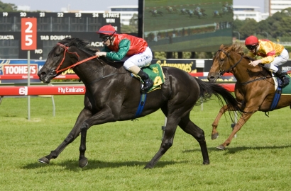 Scone Yearling Sale Tomorrow