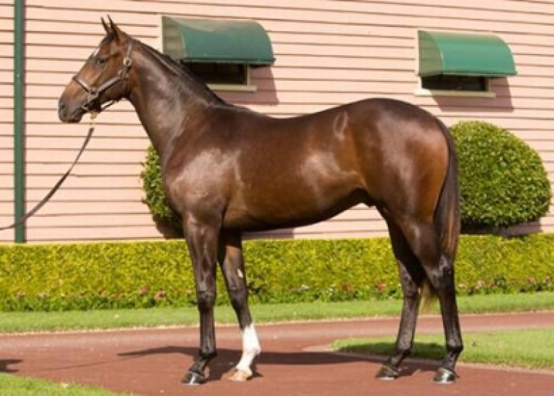 Hayes hoping Bawaardi can copy Von Costa in Sires'