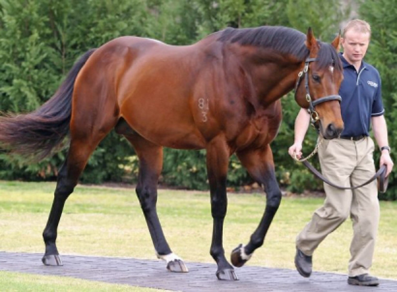 Breeding Industry Rallies to Victorian Bushfire Victims