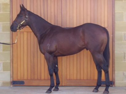 Australian-bred Sprinter Targets Dubai