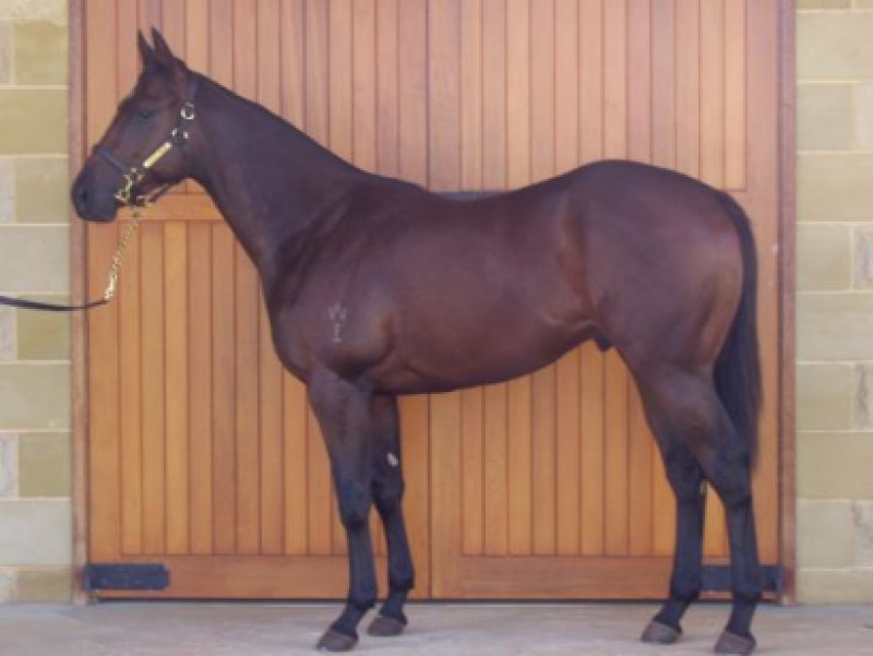 Australian-bred Sprinter Targets Dubai