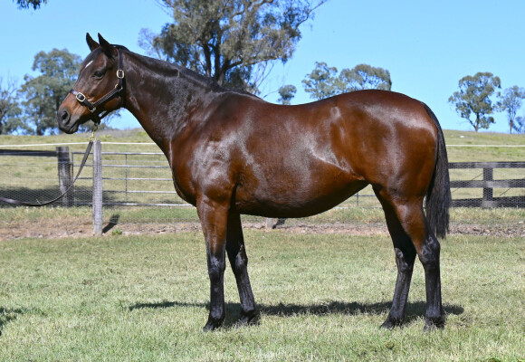 Lot 581: High Chaparral (IRE) / Happy Empress